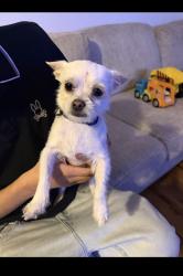Found/Stray Male Dog last seen Chambers Fairplay Street , Aurora, CO 80011