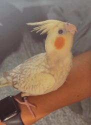 Lost Male Bird last seen Beacon Dr, Merlin Rd, Charlestown Park, Phoenixville, PA 19460