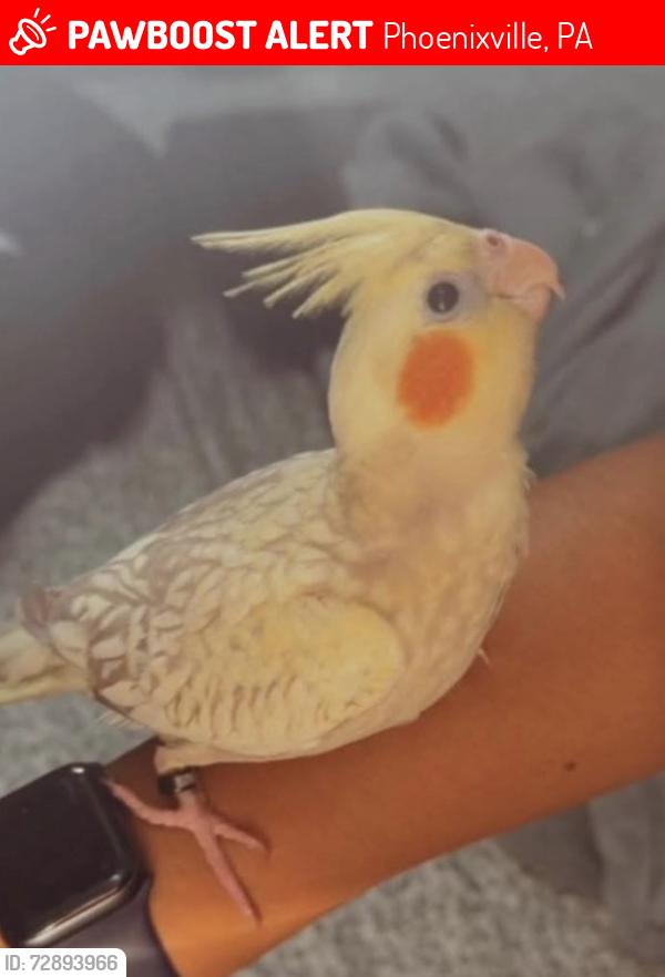 Lost Male Bird last seen Beacon Dr, Merlin Rd, Charlestown Park, Phoenixville, PA 19460