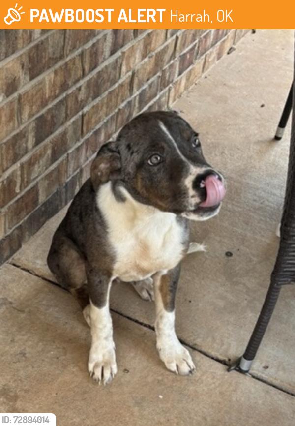 Found/Stray Male Dog last seen SE 15th St between Dobbs and Harrah Rd, Harrah, OK 74851
