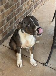 Found/Stray Male Dog last seen SE 15th St between Dobbs and Harrah Rd, Harrah, OK 74851