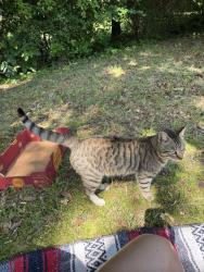 Found/Stray Male Cat last seen Collins Ave, Spartanburg SC, Spartanburg, SC 29306