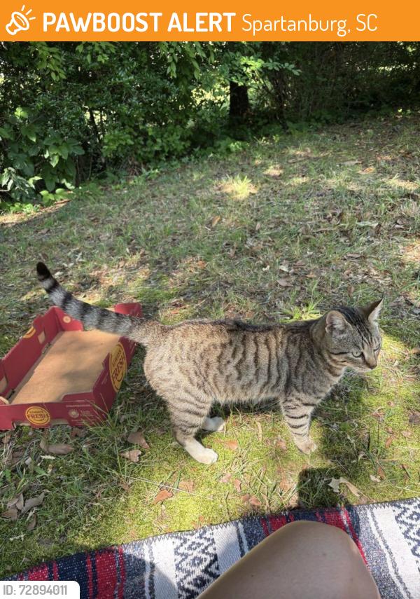 Found/Stray Male Cat last seen Collins Ave, Spartanburg SC, Spartanburg, SC 29306