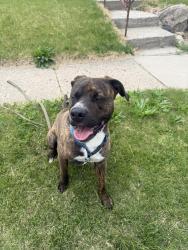 Found/Stray Male Dog last seen E 32nd st , Des Moines, IA 50317