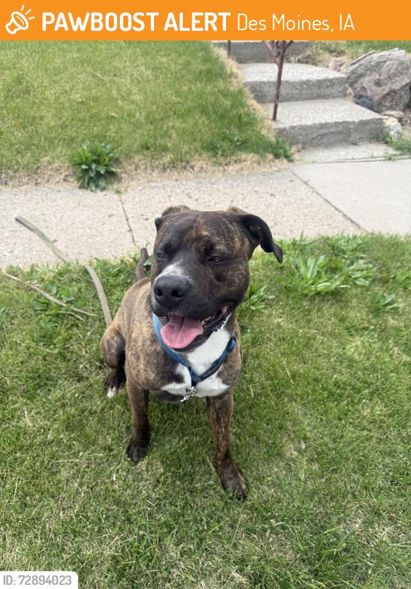 Found/Stray Male Dog last seen E 32nd st , Des Moines, IA 50317