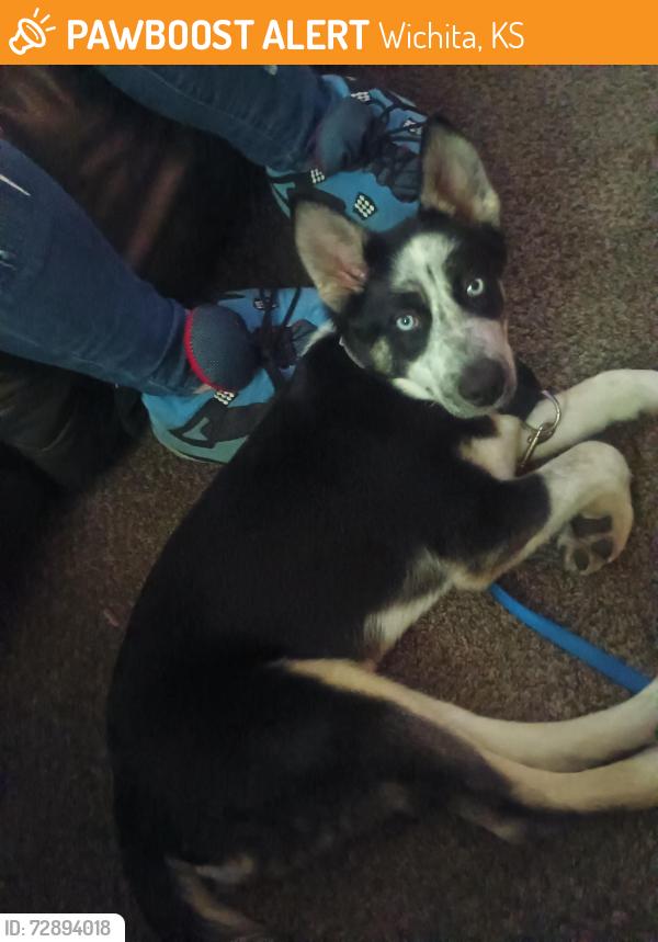Found/Stray Female Dog last seen K-15 and pawnee ave, Wichita, KS 67216