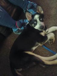 Found/Stray Female Dog last seen K-15 and pawnee ave, Wichita, KS 67216