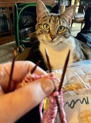 Lost Female Cat last seen  Vernon Rd NE and 12th Pl NE near Hawkeyes Pub. , Lake Stevens, WA 98258