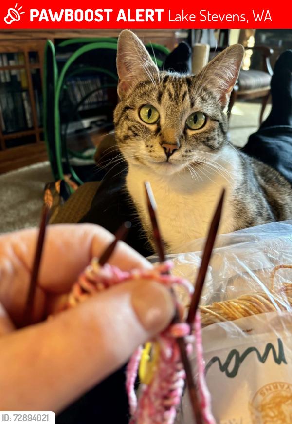 Lost Female Cat last seen  Vernon Rd NE and 12th Pl NE near Hawkeyes Pub. , Lake Stevens, WA 98258