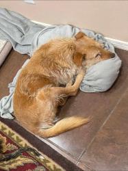 Lost Female Dog last seen Socorro St. , Florida Bonita, Socorro, TX 79927
