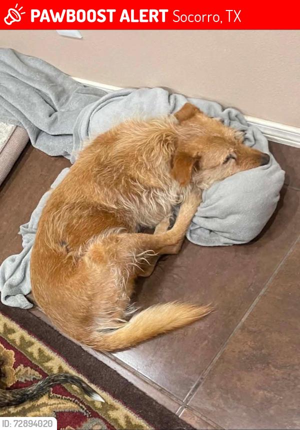 Lost Female Dog last seen Socorro St. , Florida Bonita, Socorro, TX 79927