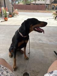 Found/Stray Female Dog last seen Museum of the southwest, Midland, TX 79701