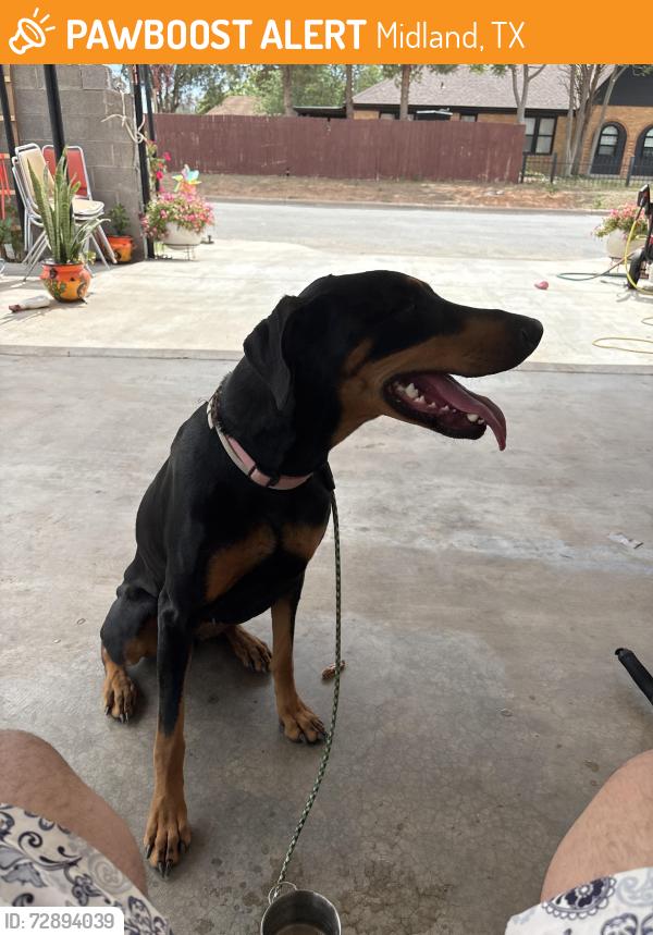 Found/Stray Female Dog last seen Museum of the southwest, Midland, TX 79701