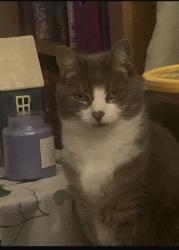 Lost Female Cat last seen Hampton in Arden , Hampton in Arden, England B92 0DD