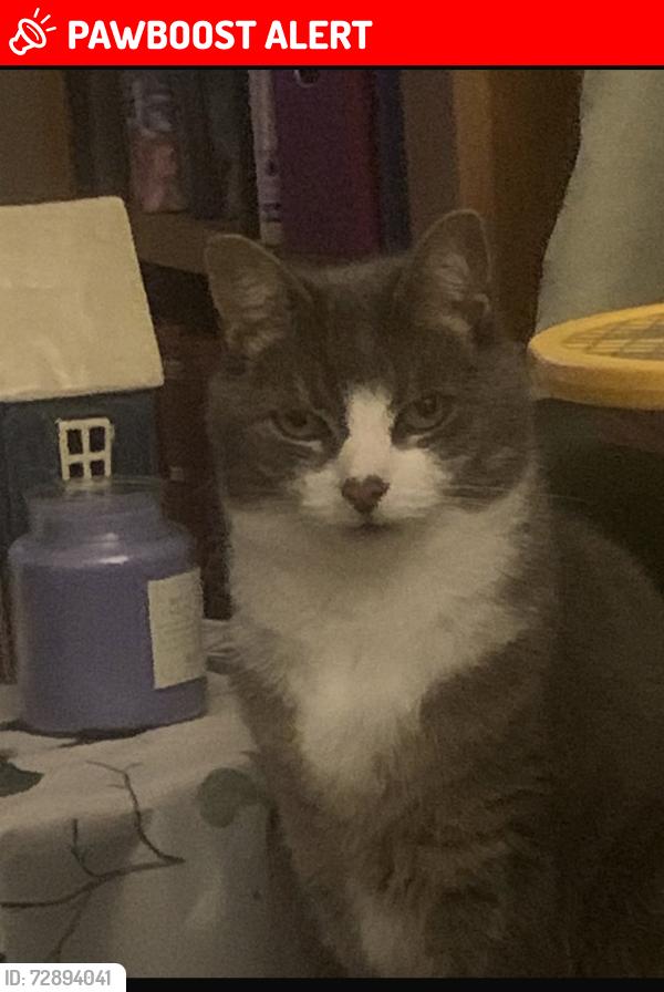 Lost Female Cat last seen Hampton in Arden, Hampton in Arden, England B92 0DD