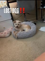 Lost Male Dog last seen Lake perris, Perris, CA 92571