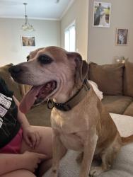Found/Stray Male Dog last seen Everybody Can Play - Splash Pad, Huntsville, AL 35805