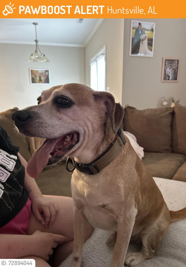 Found/Stray Male Dog last seen Everybody Can Play - Splash Pad, Huntsville, AL 35805