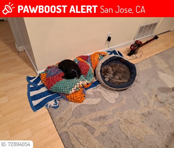Lost Male Cat last seen Camden and Trinidad dr, San Jose, CA 95120