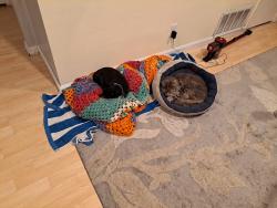 Lost Male Cat last seen Camden and Trinidad dr, San Jose, CA 95120