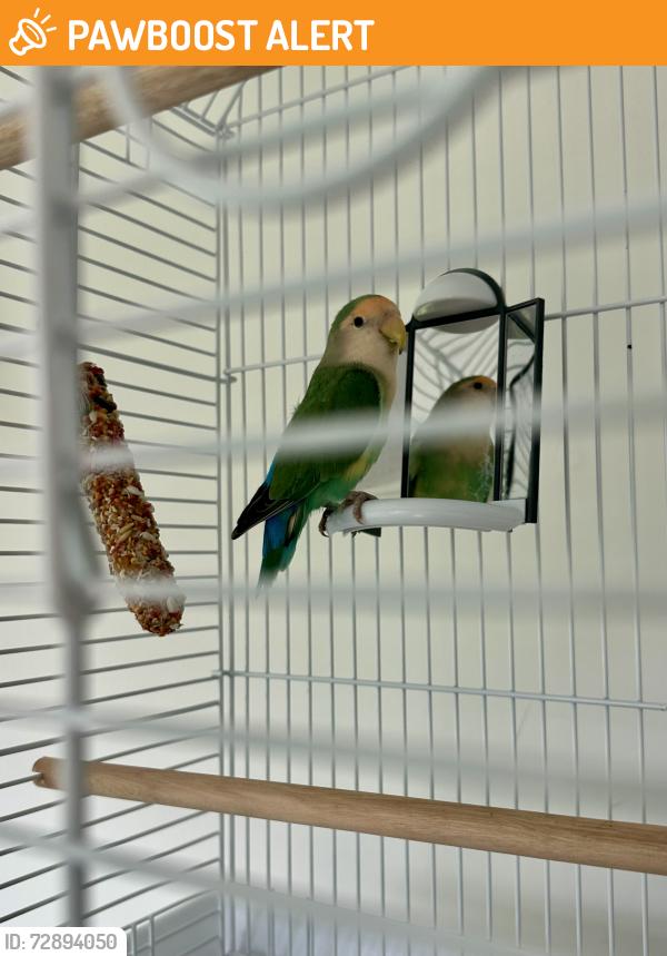 Found/Stray Unknown Bird last seen Found off Eastern Ave. (1100 N. Eastern Ave. 90063), East Los Angeles, CA 90063