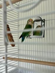Found/Stray Unknown Bird last seen Found off Eastern Ave. (1100 N. Eastern Ave. 90063), East Los Angeles, CA 90063