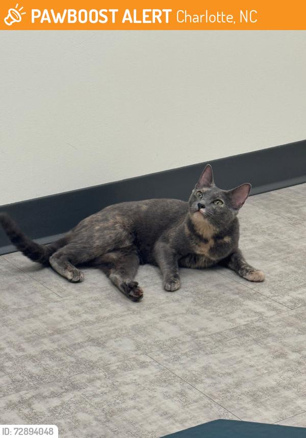 Found/Stray Female Cat last seen Publix, Charlotte, NC 28277