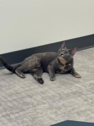Found/Stray Female Cat last seen Publix, Charlotte, NC 28277