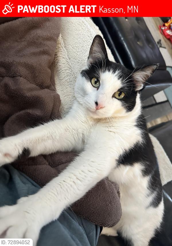 Lost Male Cat last seen Central Ave, Kasson, MN 55944