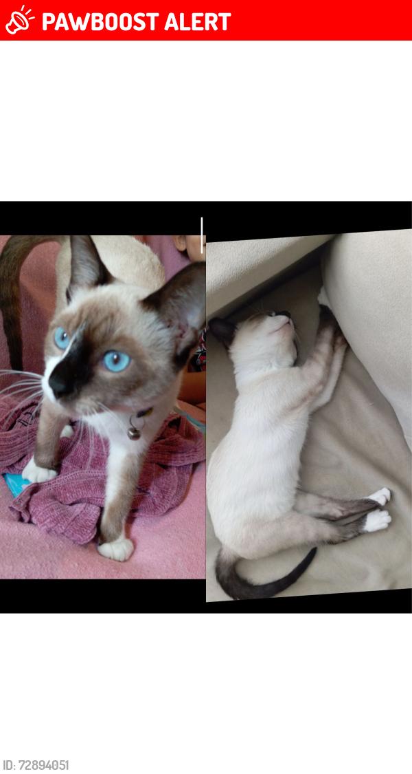 Lost Female Cat last seen Rua Pollux 201 geminado 01, Jardim Paraíso, SC 89226-684