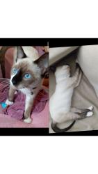 Lost Female Cat last seen Rua Pollux 201 geminado 01, Jardim Paraíso, SC 89226-684