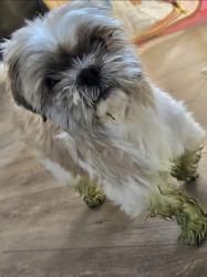 Reunited Male Dog last seen Near Crab Tavern, Darby, PA 19023