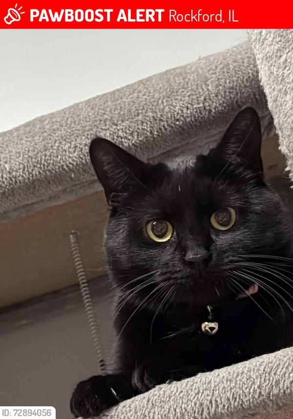 Lost Female Cat last seen Between Hillcrest St and Warren Rd behind newburg Rd, Rockford, IL 61108