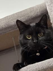 Lost Female Cat last seen Between Hillcrest St and Warren Rd behind newburg Rd, Rockford, IL 61108