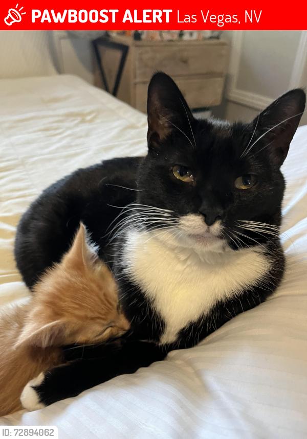 Lost Female Cat last seen Oakey blvd, west of eastern , Las Vegas, NV 89104