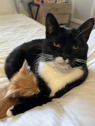 Lost Female Cat last seen Oakey blvd, west of eastern , Las Vegas, NV 89104