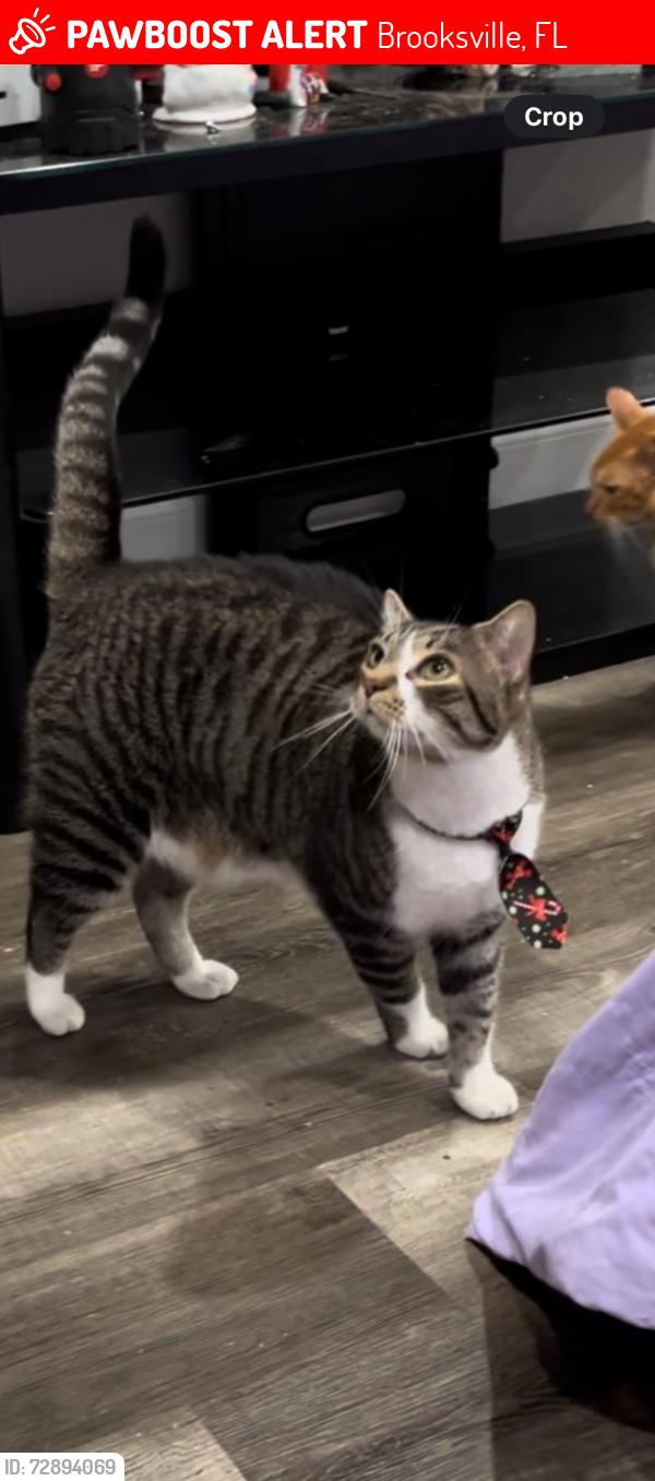 Lost Male Cat last seen East Early Street and South Brooksville Ave, Brooksville, FL 34601
