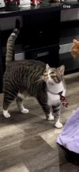 Lost Male Cat last seen East Early Street and South Brooksville Ave, Brooksville, FL 34601