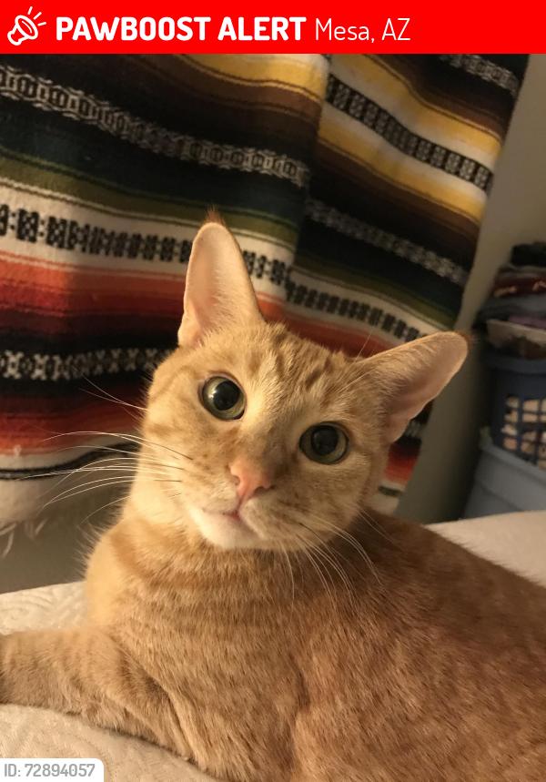 Lost Male Cat last seen Guadalupe and the 202, Mesa, AZ 85212