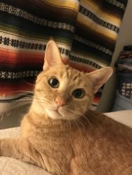 Lost Male Cat last seen Guadalupe and the 202, Mesa, AZ 85212