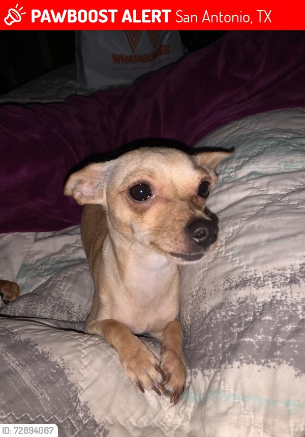 Lost Female Dog last seen Holmes high school , San Antonio, TX 78238