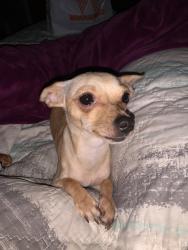 Lost Female Dog last seen Holmes high school , San Antonio, TX 78238