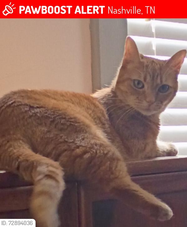 Lost Female Cat last seen Elm Hill Pike, McGavock Pike, Donelson Pike, Briley Pkwy, Lebanon Road, Nashville, TN 37214