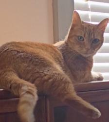 Lost Female Cat last seen Elm Hill Pike, McGavock Pike, Donelson Pike, Briley Pkwy, Lebanon Road, Nashville, TN 37214