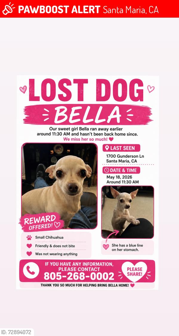 Lost Female Dog last seen Willam’s st, Santa Maria, CA 93458