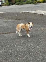 Found/Stray Female Dog last seen Gravelly, Lakewood, WA 98499