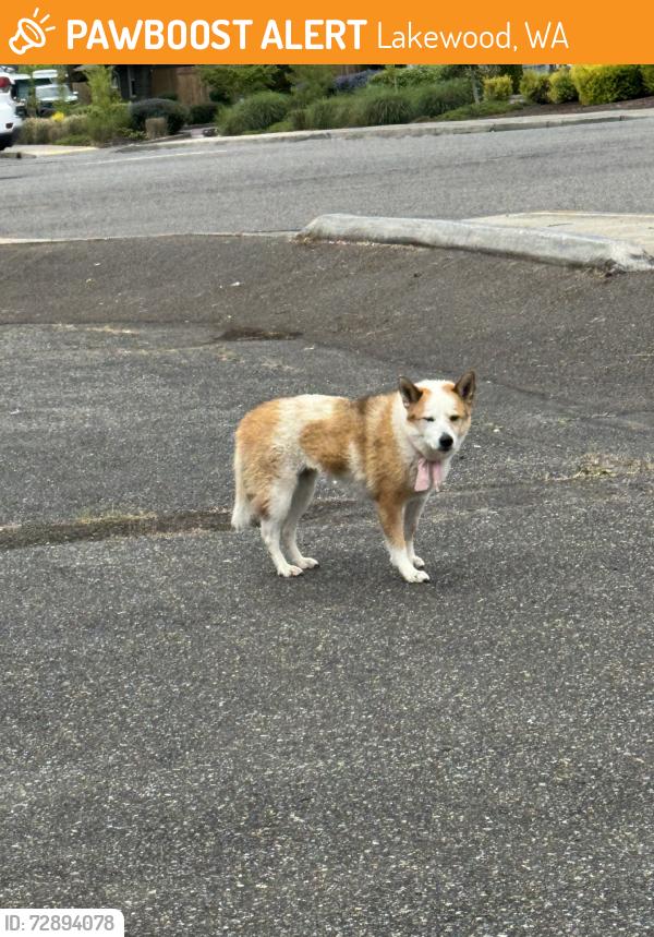 Found/Stray Female Dog last seen Gravelly, Lakewood, WA 98499
