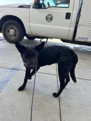 Shelter Stray Female Dog last seen Near BLOCK CASTAIC AVE, BAKERSFIELD CA 93308, Bakersfield, CA 93308