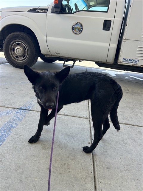 Shelter Stray Female Dog last seen Near BLOCK CASTAIC AVE, BAKERSFIELD CA 93308, Bakersfield, CA 93308