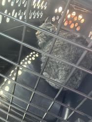 Found/Stray Male Cat last seen Matteo and sikes, Wilmington, NC 28403
